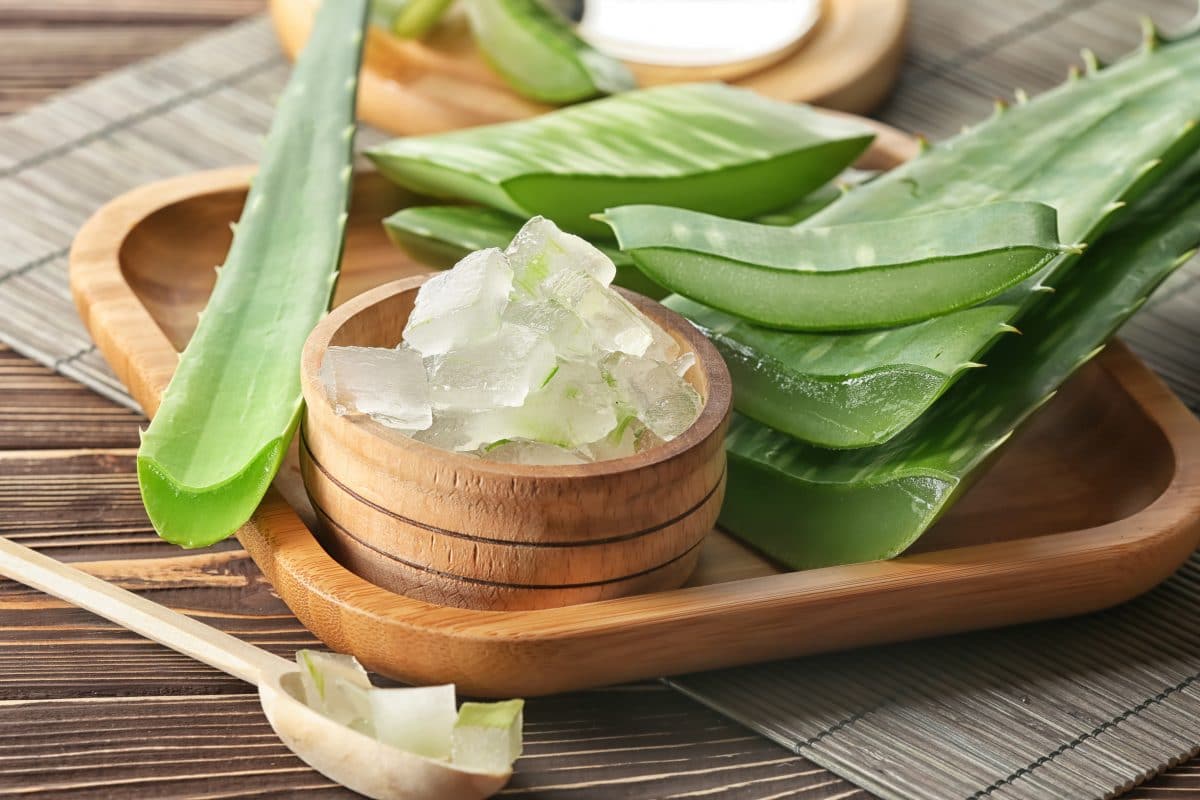 Aloe Vera: Wie vielseitig ist die Heilpflanze wirklich?