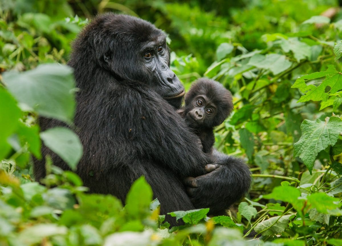 Gorillas im Zoo von San Diego mit Corona infiziert