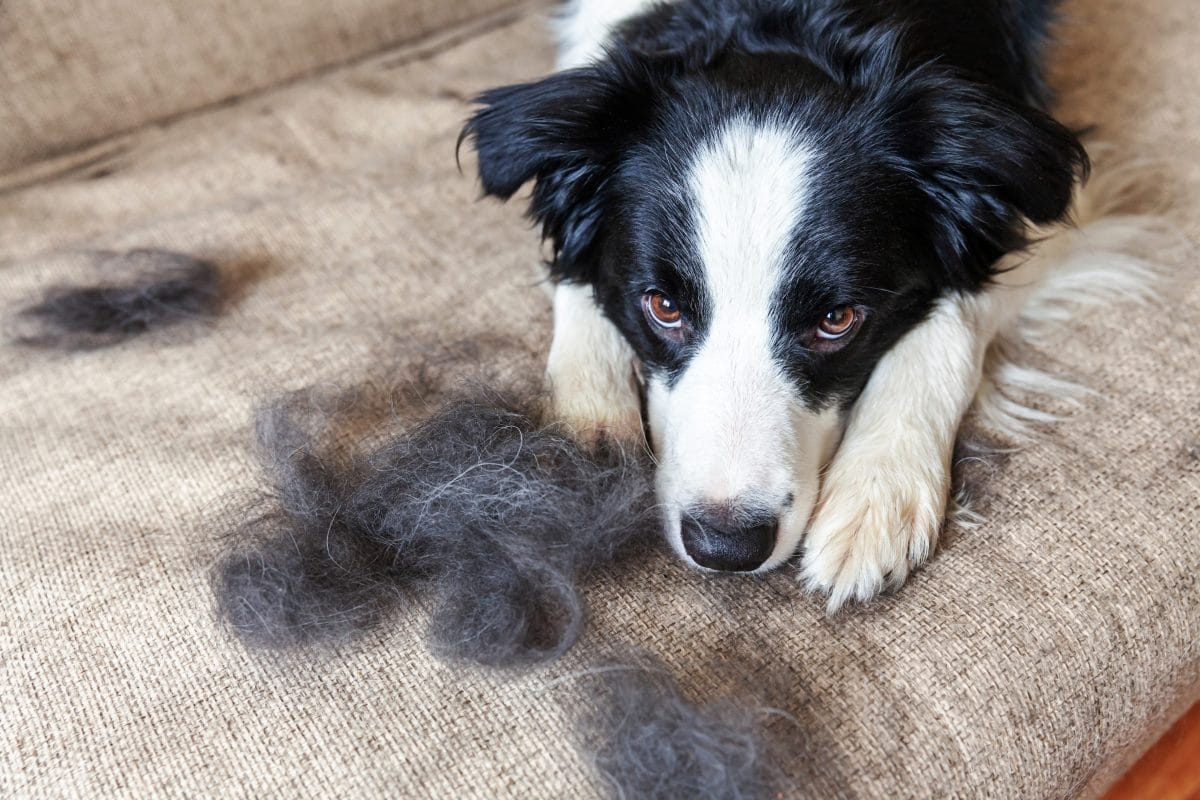 Deshalb solltest du fluffige Hundehaare nicht wegwerfen