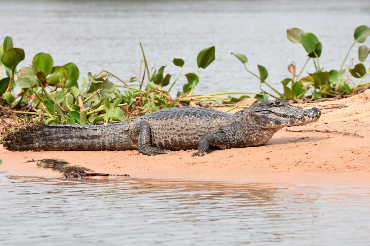 Paraguay: Entlaufene Kaimane sorgen für Schock bei Bewohnern