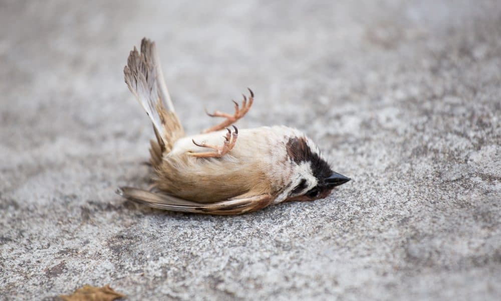 Rom Massensterben Vögel