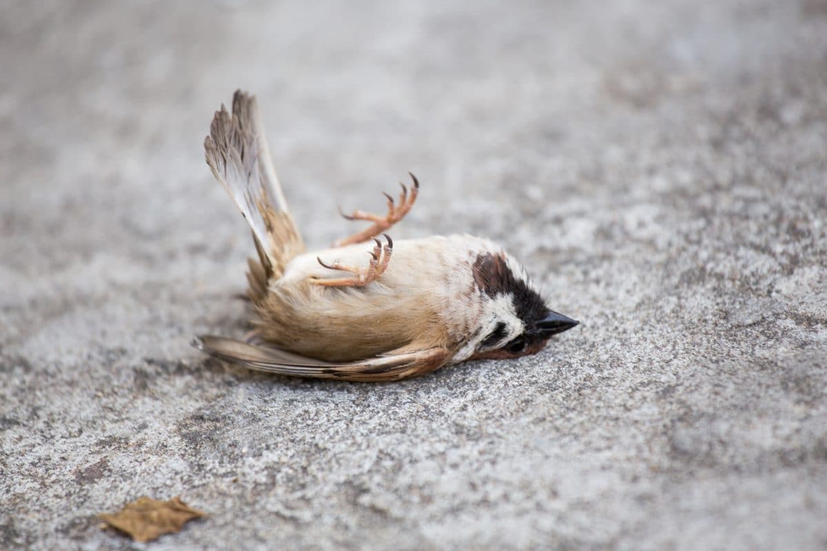Massensterben von Vögeln in Rom wegen Silvesterkrachern