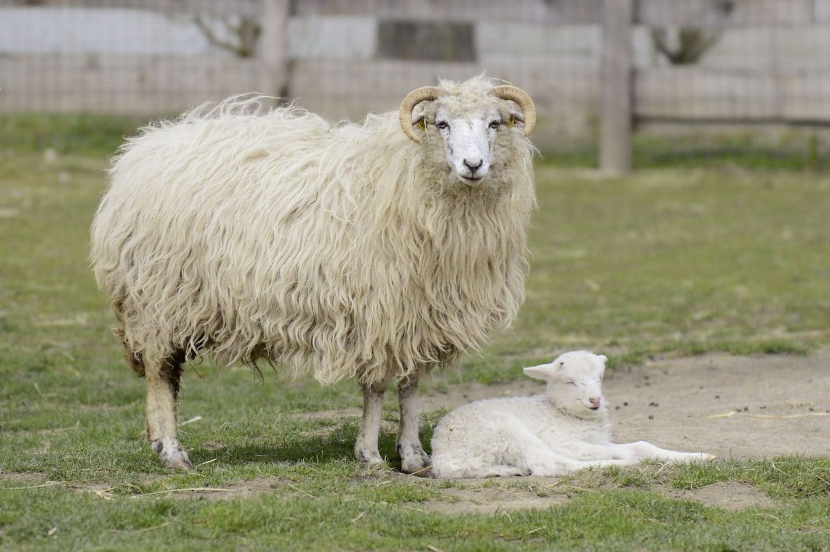 Tierquäler töten zwei Schafe in Wiener Streichelzoo und nehmen ihr Fleisch mit