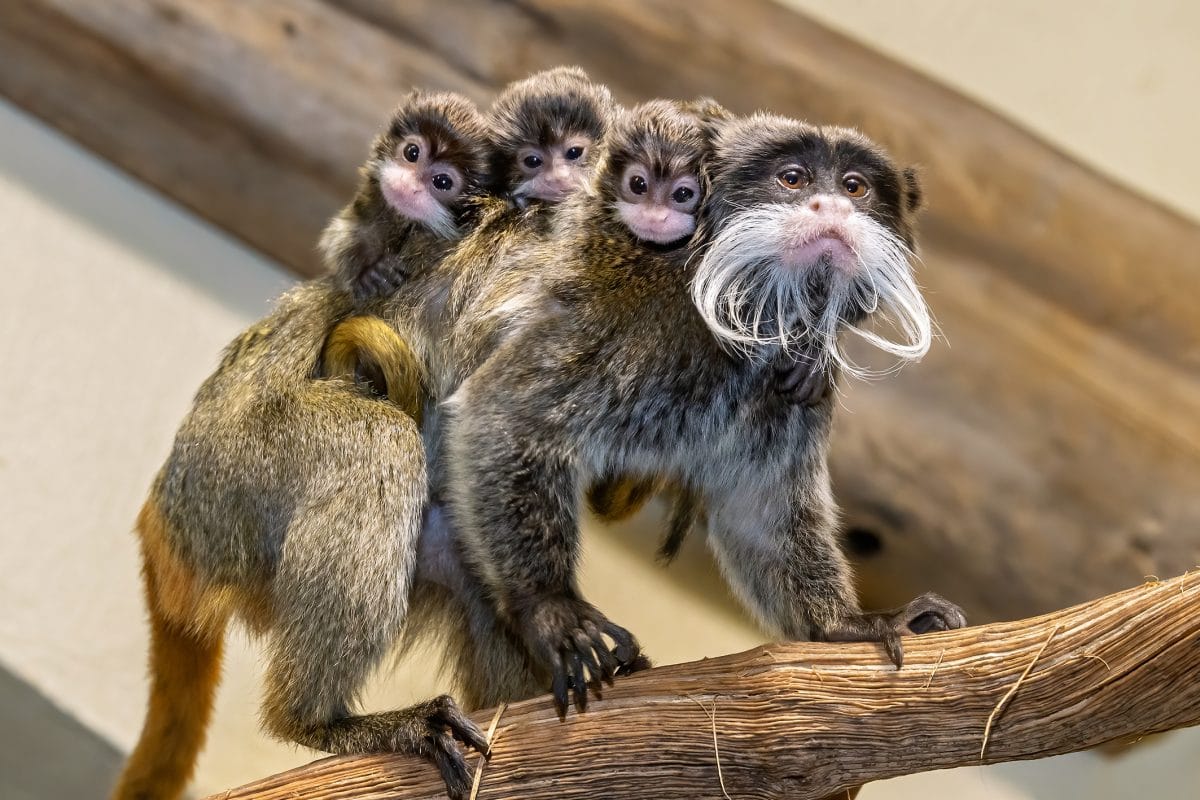 Drillinge bei Kaiserschnurrbarttamarinen in Schönbrunn