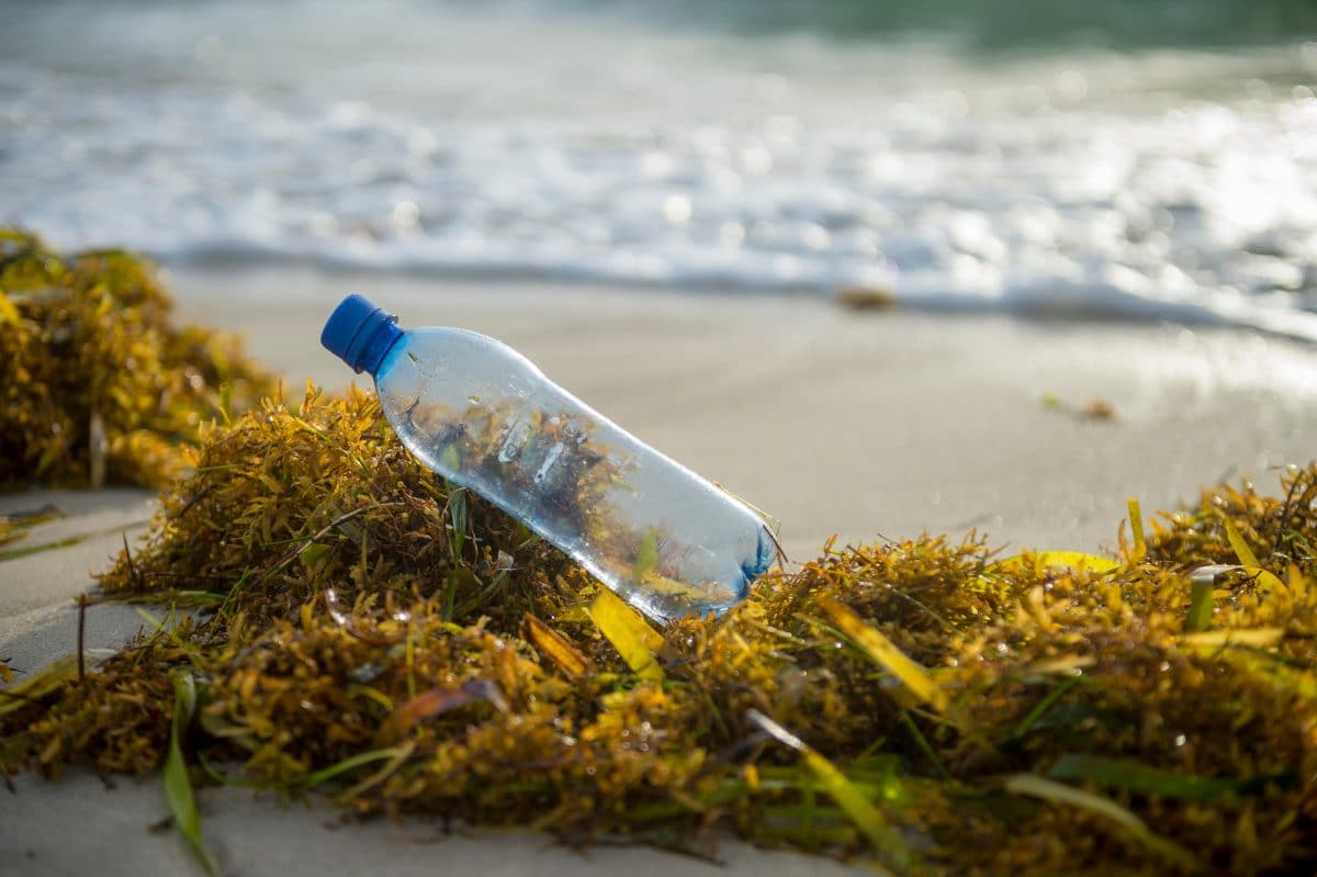 So hilft Seegras dabei, das Meer von Plastikmüll zu befreien