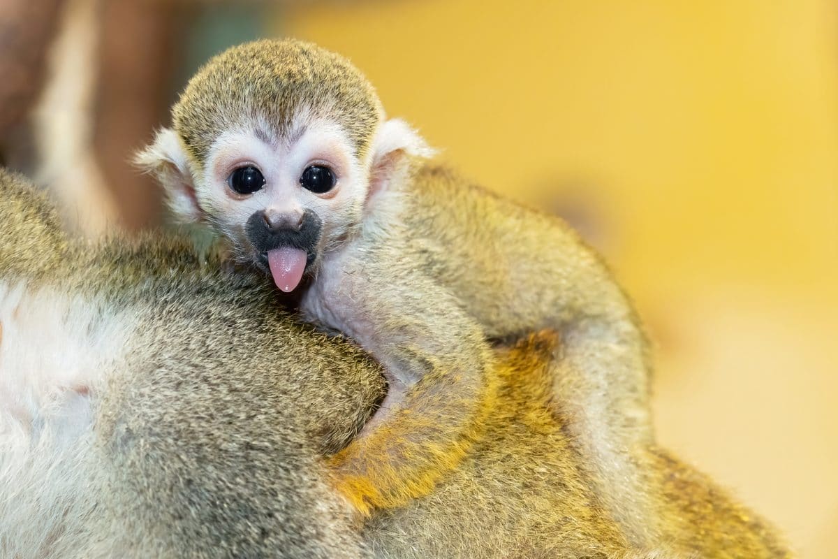 Tierbabys: Nachwuchs bei Totenkopfaffen im Tiergarten Schönbrunn