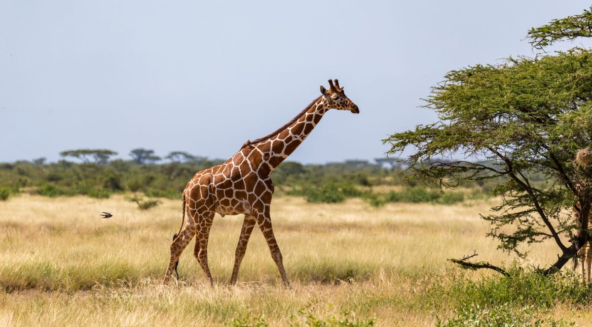 Zwerg-Giraffen entdeckt: Gimli und Nigel sind zwei Meter kleiner als ihre Artgenossen