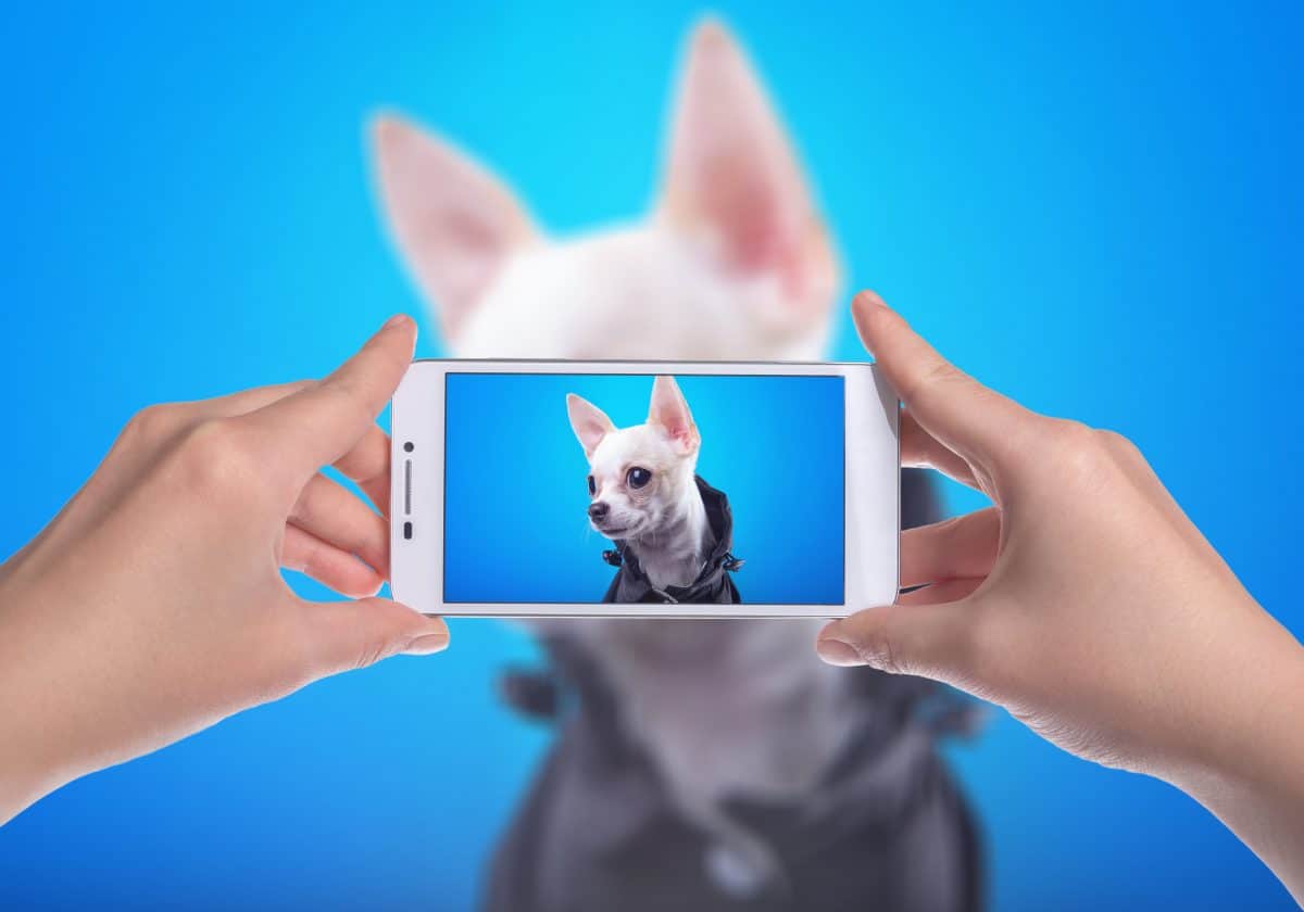 Petfluencer: Das sind die stylischten Instagram Hunde