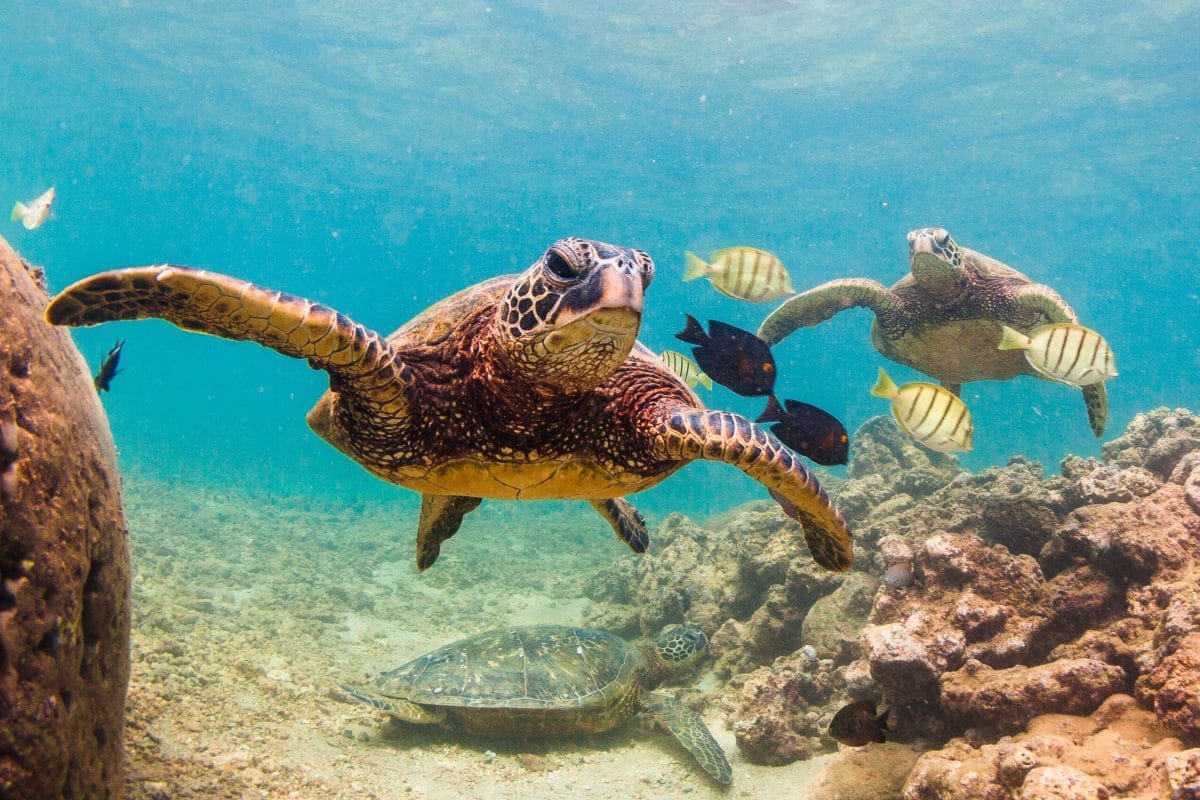 4.000 Schildkröten zum Schutz vor Kälte im Kongresszentrum in Texas untergebracht