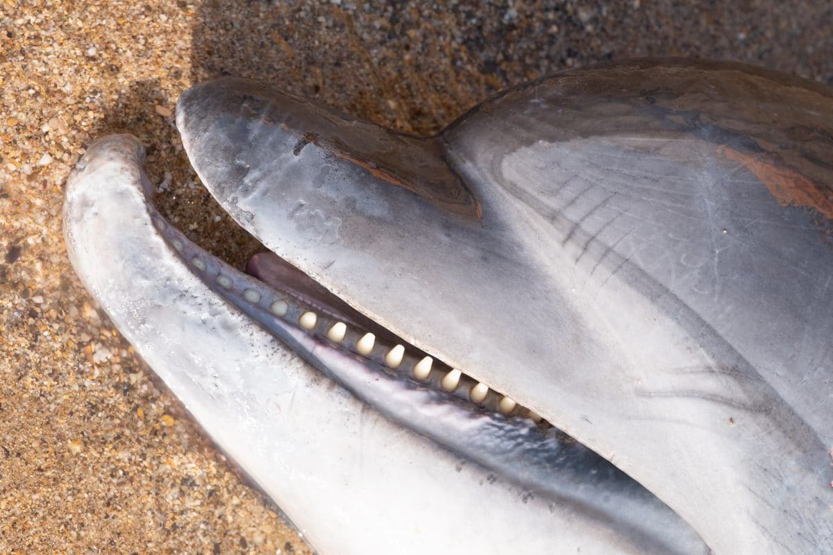Mehr als 80 tote Delfine auf Insel nahe Mosambik gefunden