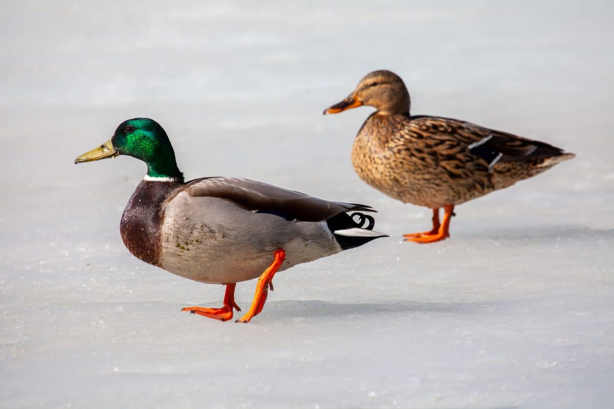 Bulgarien schlachtet wegen Vogelgrippe 160.000 Enten