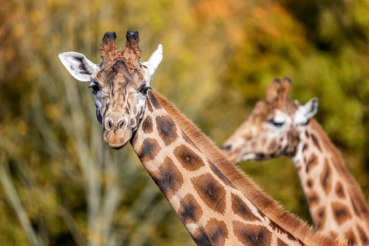 Giraffen starben an Stromschlag wegen zu niedrig hängender Stromkabel