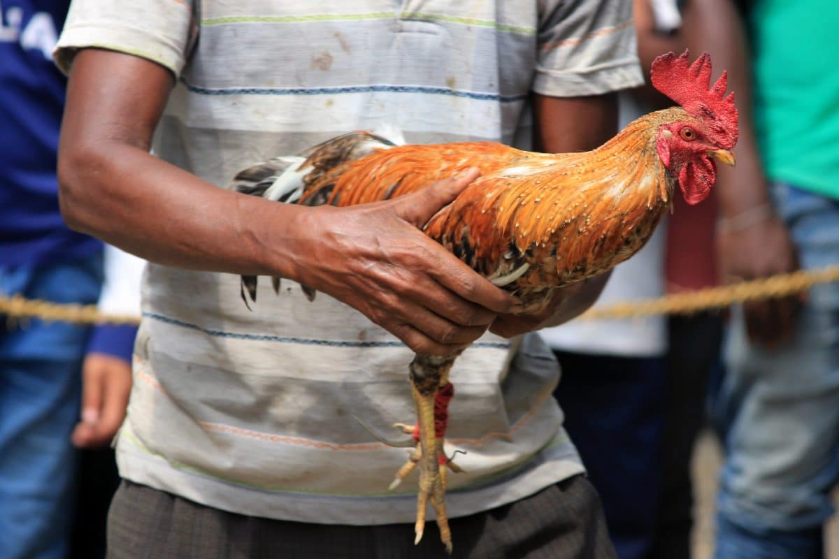 Hahn tötet seinen Besitzer bei illegalem Hahnenkampf in Indien