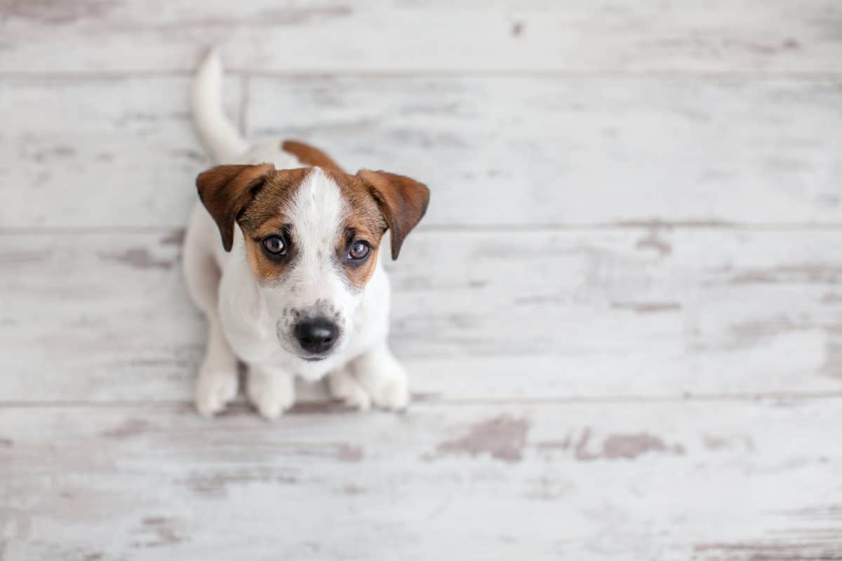 Influencerin quälte Hund vor laufender Kamera, um mehr Follower zu bekommen