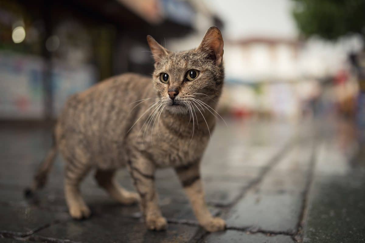 Brand im Kraftwerk: Katze legt gesamte Insel lahm