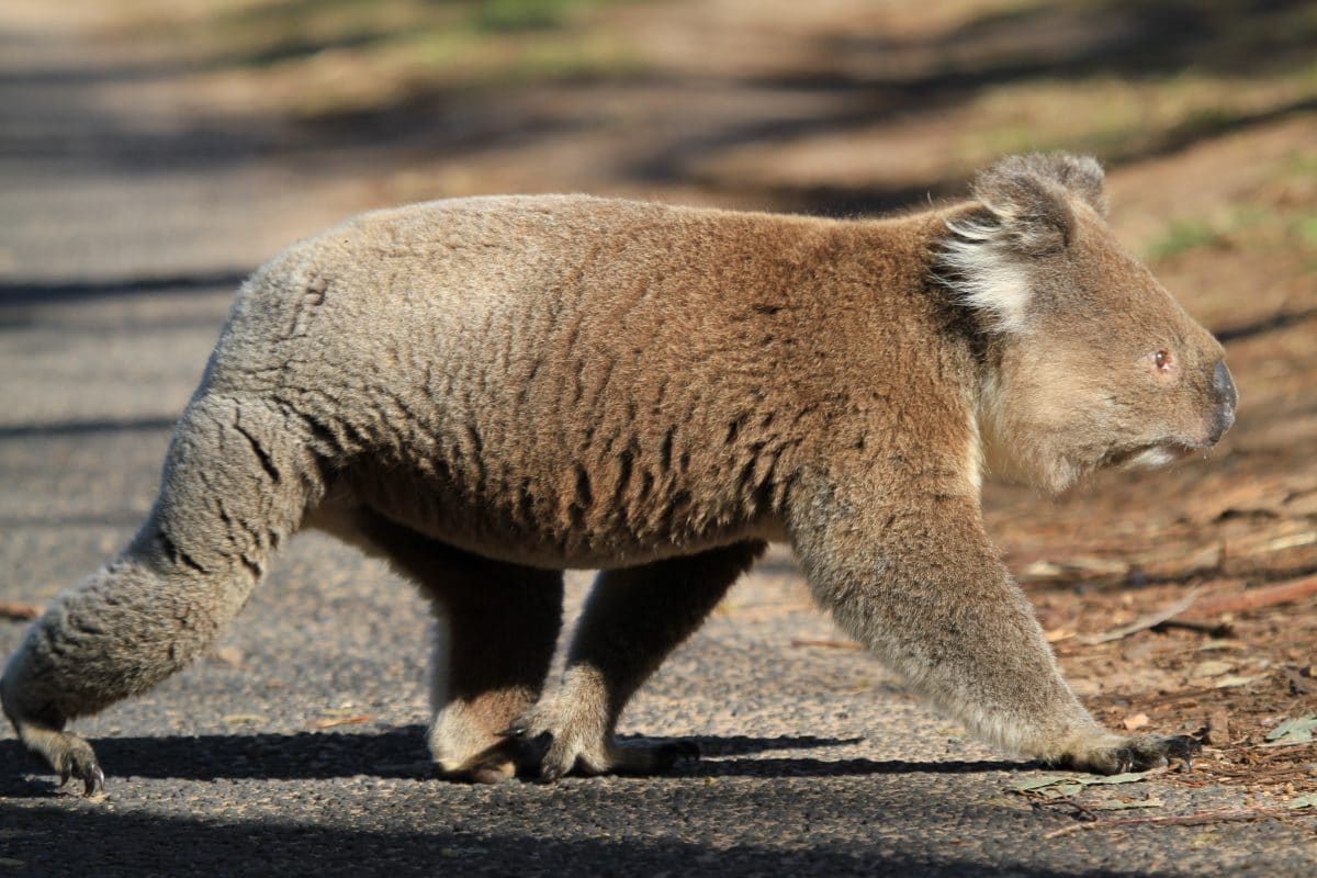 Koala löst Massenkarambolage aus und setzt sich selbst ans Steuer