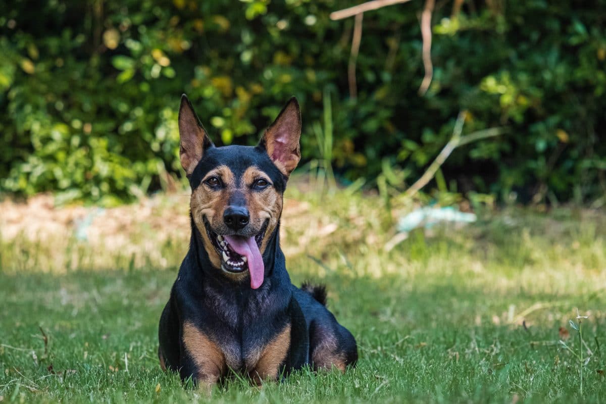 Tierquälerei: Mann tötet Hund als „Probelauf“ für Attacke auf Menschen