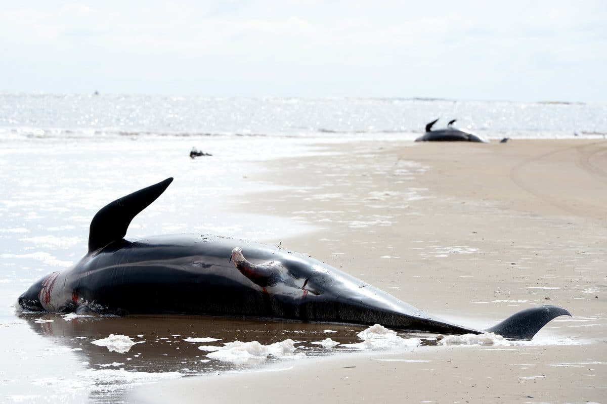 Dutzende Wale in Neuseeland gestrandet