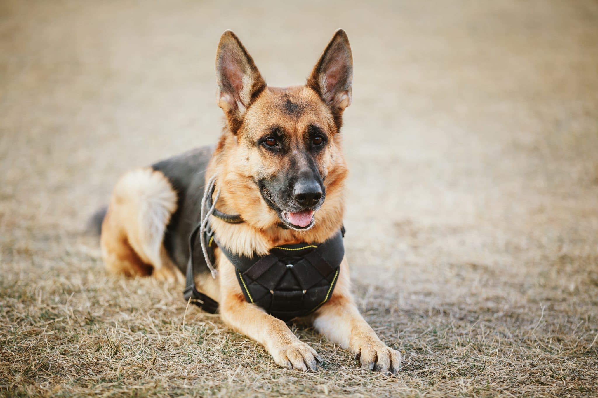 Polizeihunde bekommen zu wenig Pension: Gewerkschaft in Bayern fordert