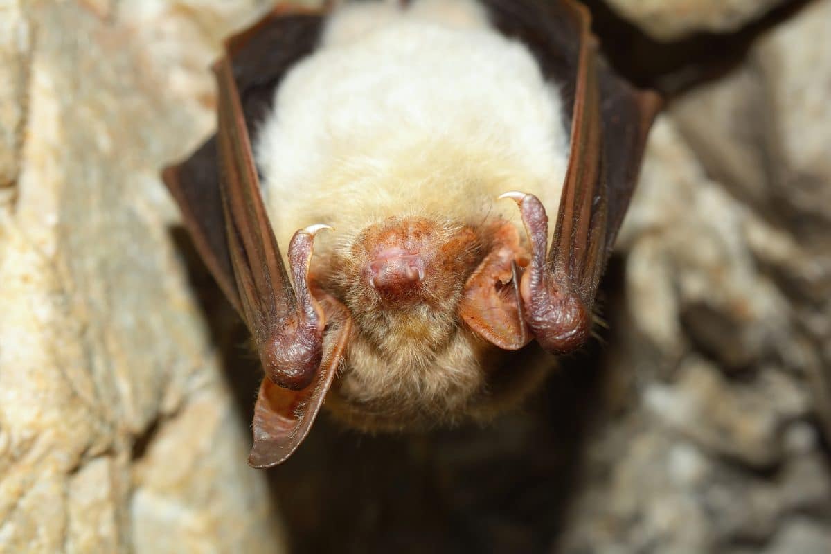 Seltene Fledermaus: „Kleines Mausohr“ im Nationalpark Gesäuse entdeckt