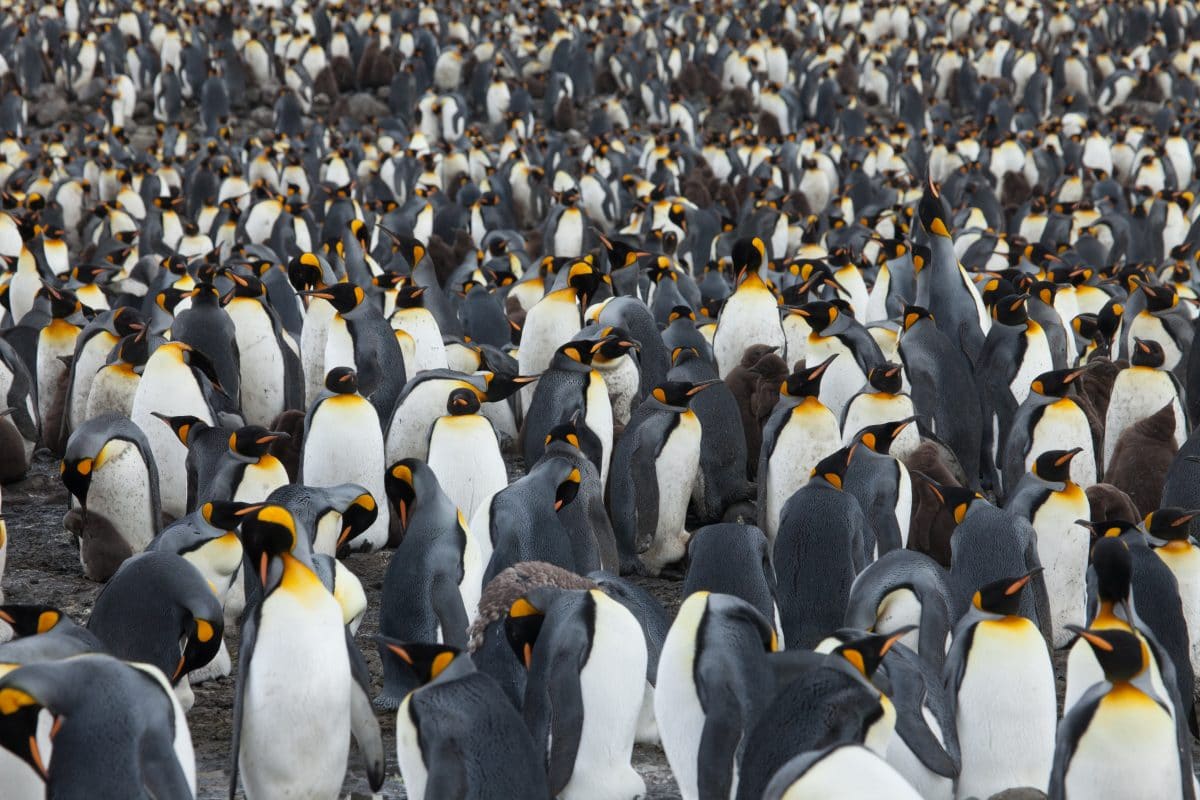 Seltener gelber Pinguin fotografiert