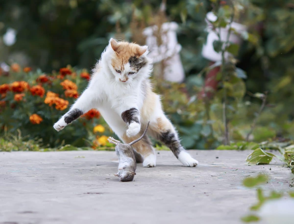 So hältst du deine Katze vom Töten ab