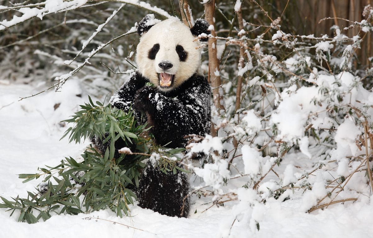 Pandas toben im Schnee: Süßes Video aus Zoo in Washington