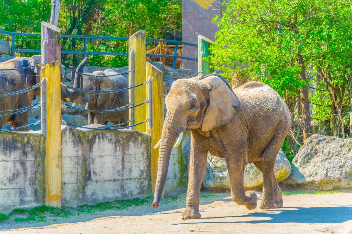 Tierpfleger in spanischem Zoo von Elefanten getötet