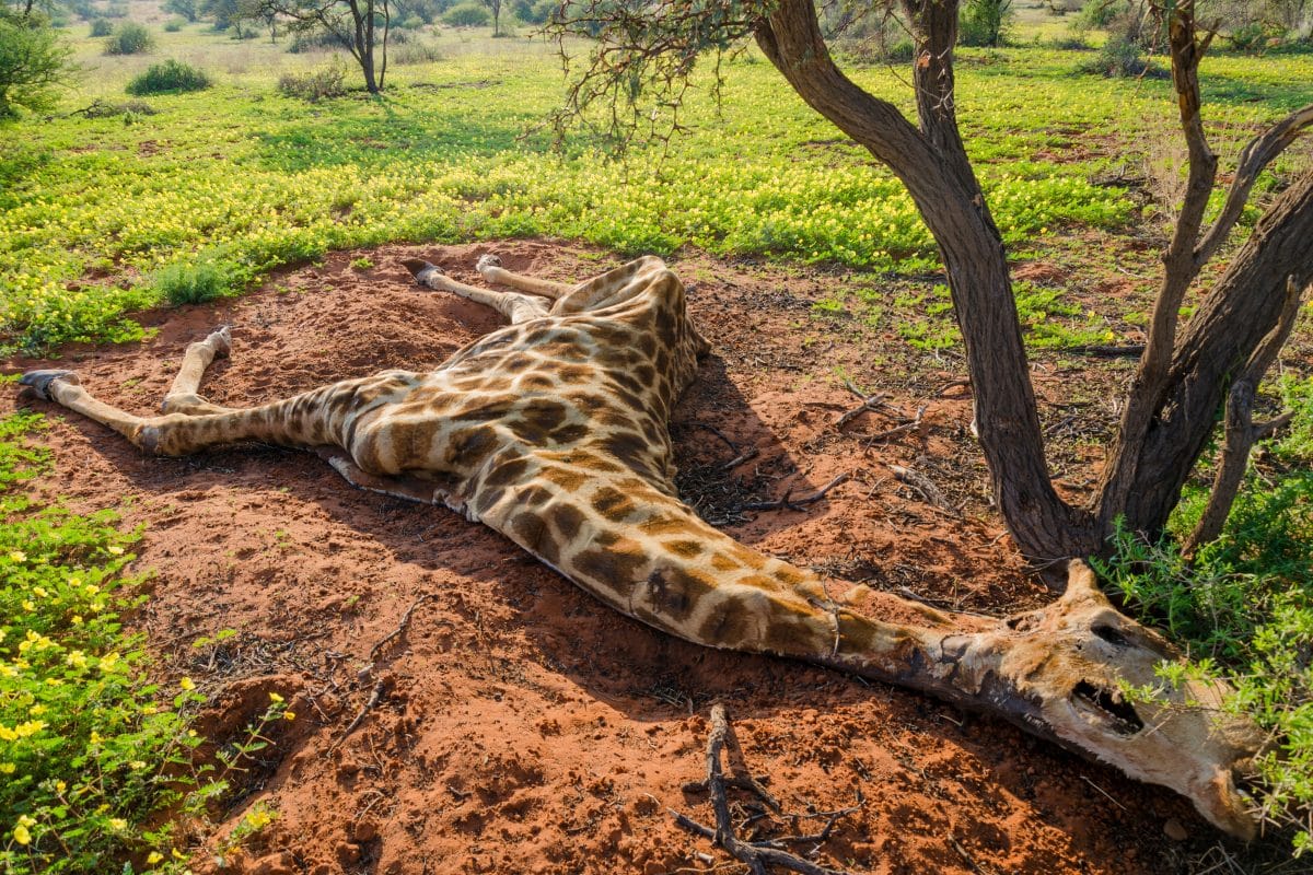 Totes Tier als Valentinstagsgeschenk: Jägerin posiert mit Herz von Giraffe