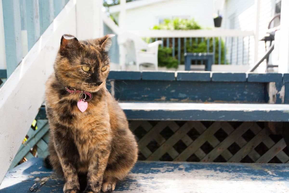 Vermisste Katze Polly kommt nach 13 Jahren zurück nach Hause