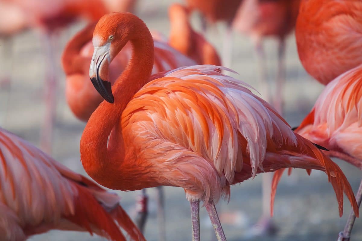 Flamingo wurde aus deutschem Zoo gestohlen