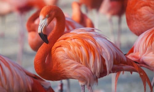Flamingo wurde aus deutschem Zoo gestohlen