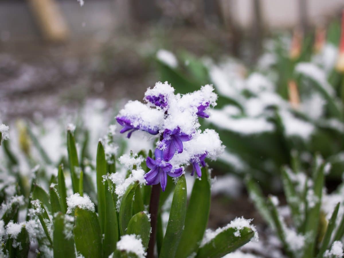 Frühlingsbeginn 2021: Schneeschauer und Frost statt Sonne