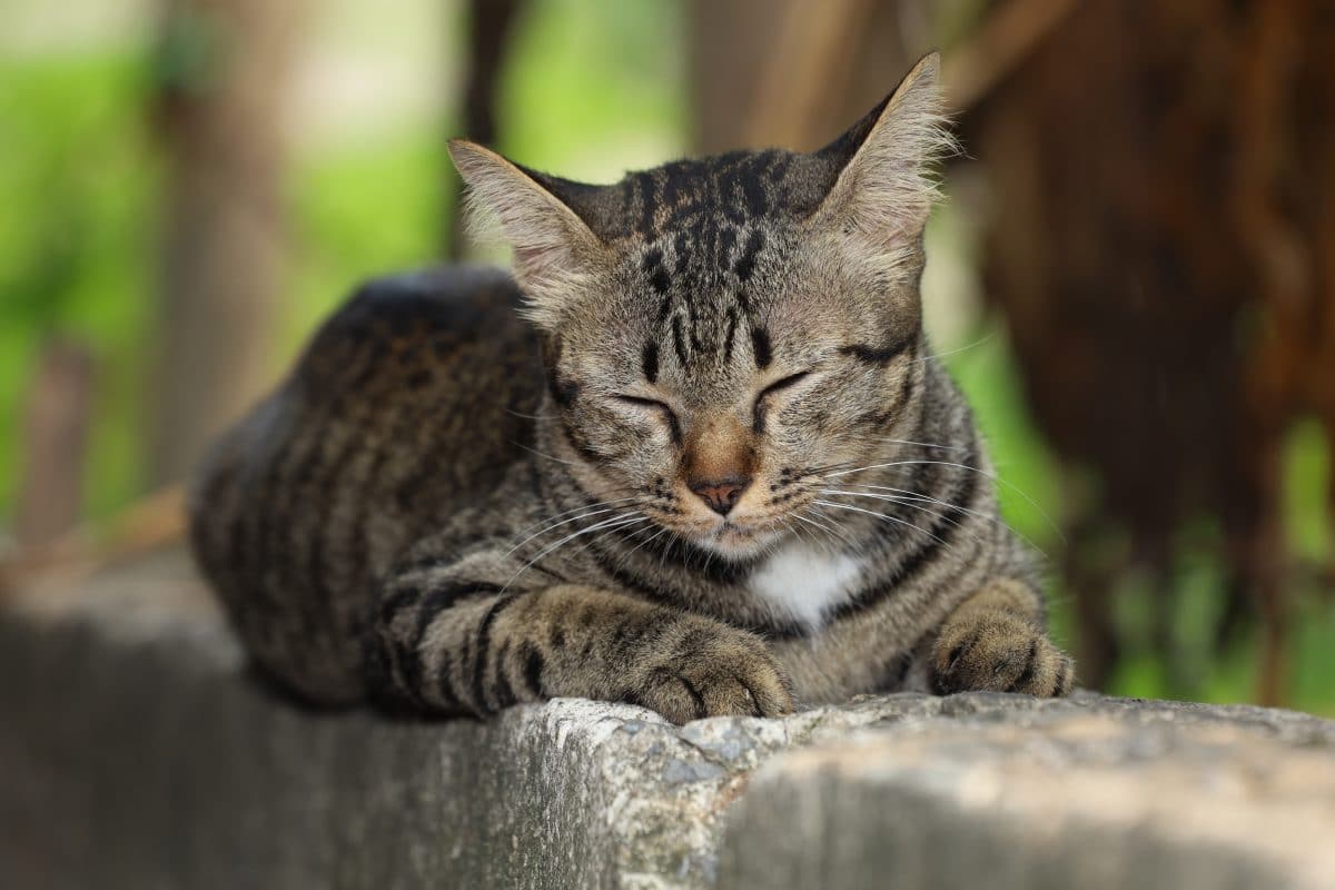 Katze ist 14 Jahre nach ihrem Verschwinden wieder bei ihrer Besitzerin