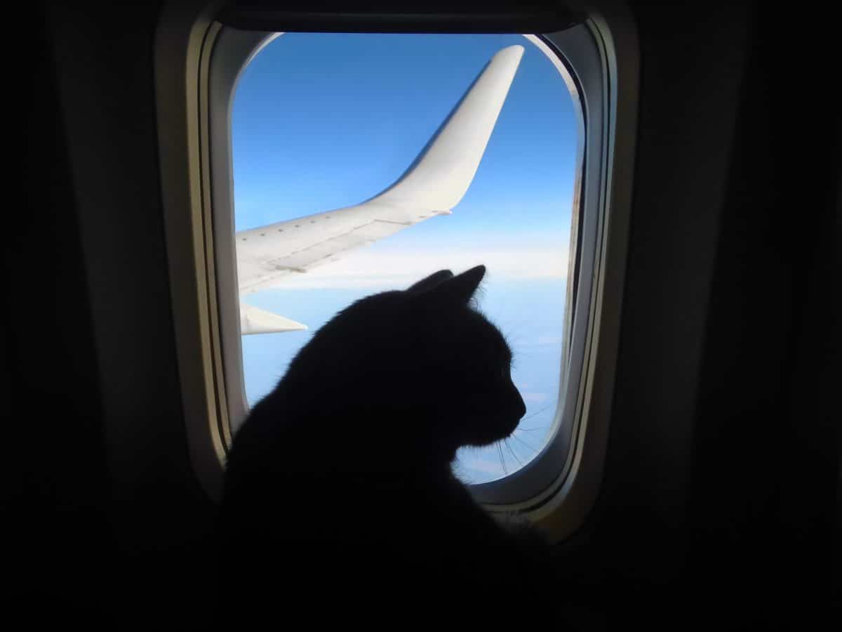 Katze attackiert Piloten und zwingt Flugzeug zur Notlandung