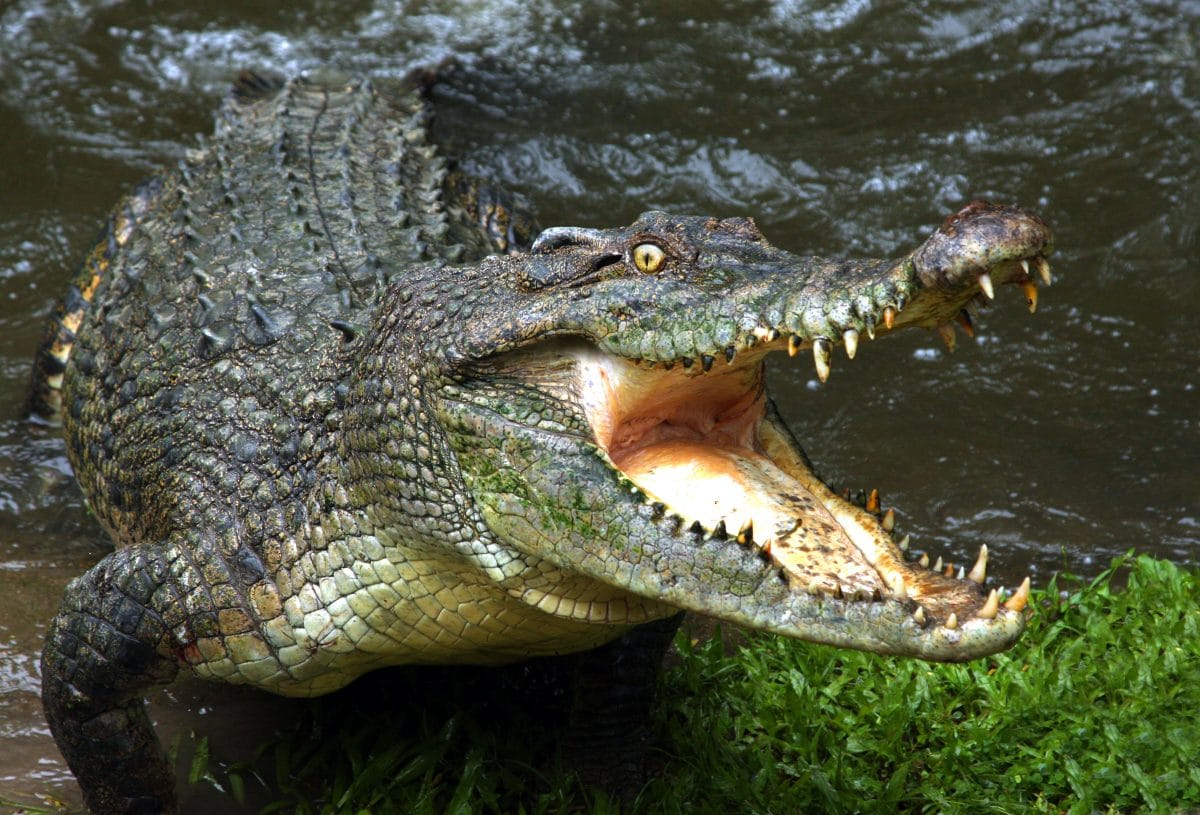 Krokodil frisst 8-Jährigen beim Baden in Indonesien