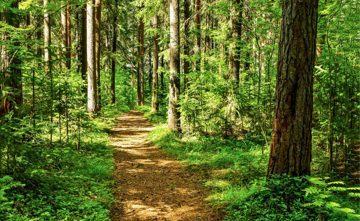 Mann lebte unter Ästen im Wald