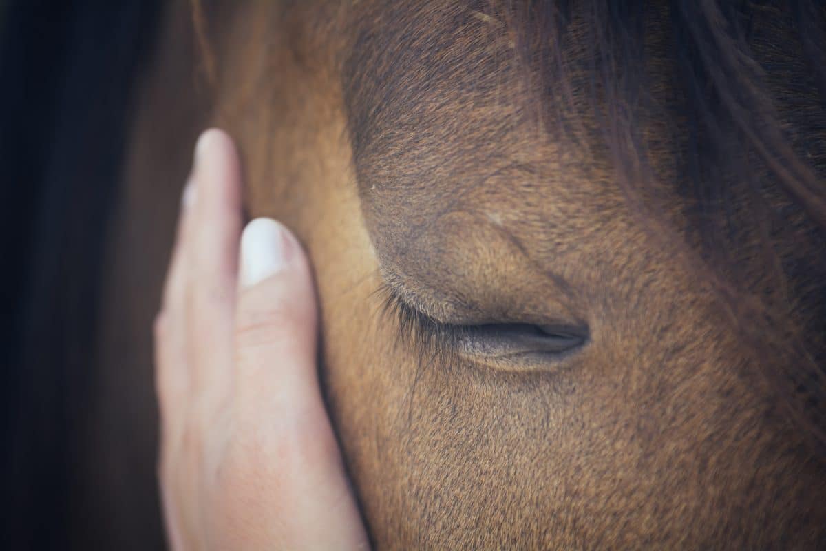 Pferd besucht todkranke Patienten im Spital und spendet ihnen Trost