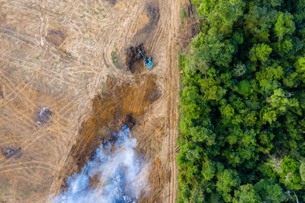 Bereits zwei Drittel der Regenwälder zerstört oder ausgedünnt