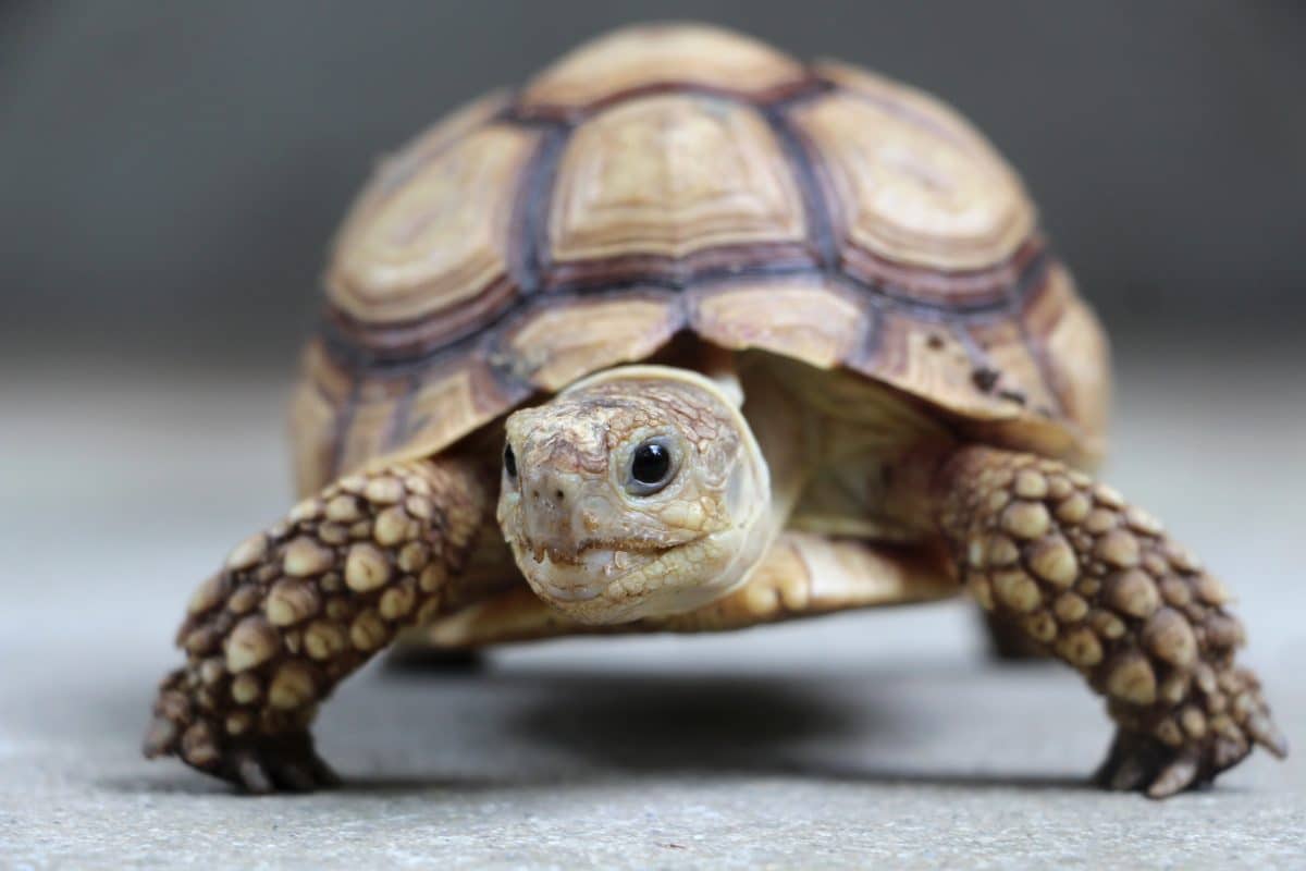 Schmuggler mit 185 Schildkröten im Koffer erwischt