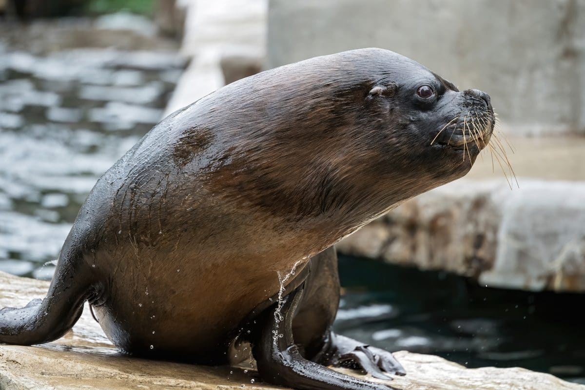 Robben-Männchen im Tiergarten Schönbrunn eingeschläfert