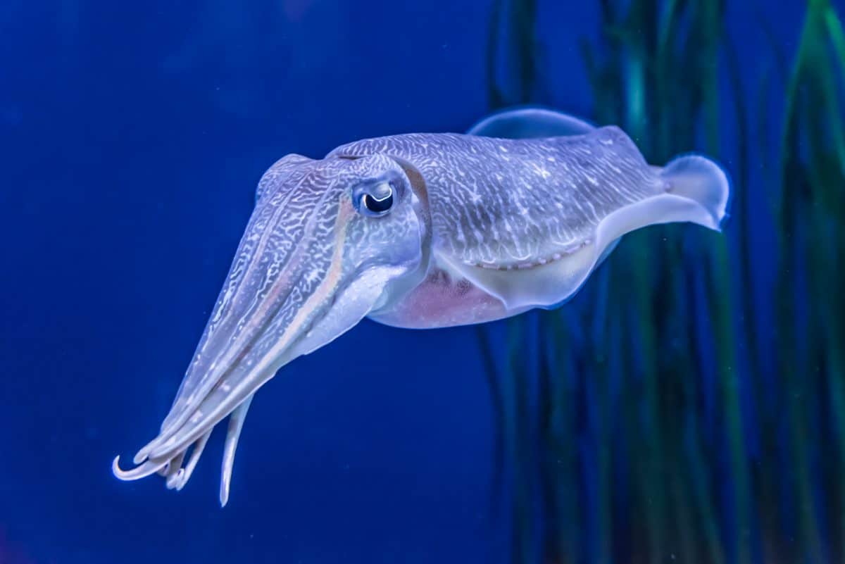 Tintenfische zeigen Selbstbeherrschung und bestehen Marshmallow-Test