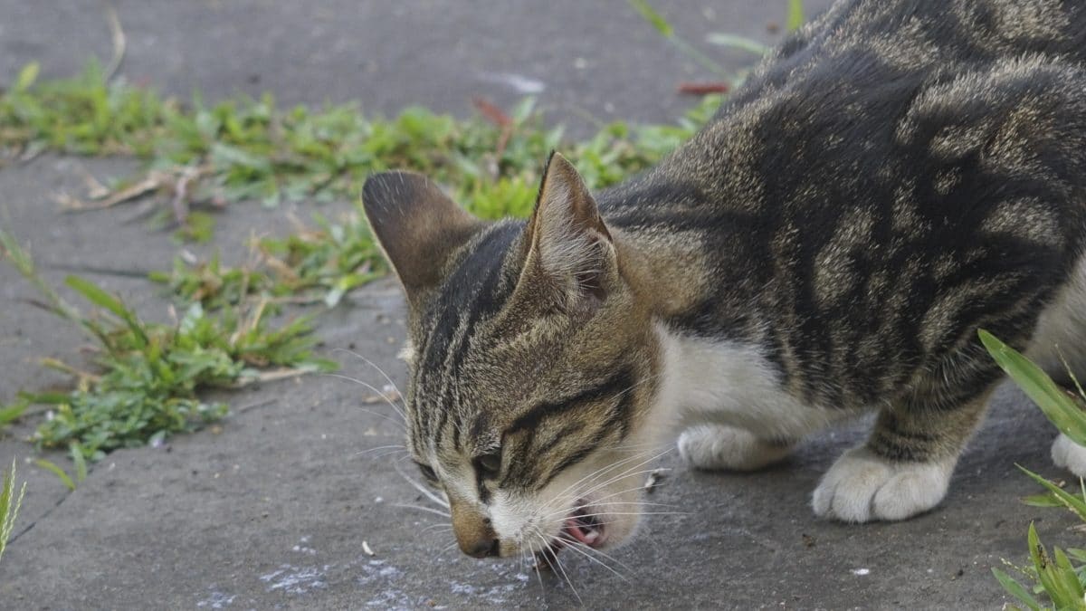 Warum uns Katzen zum Fressen gernhaben