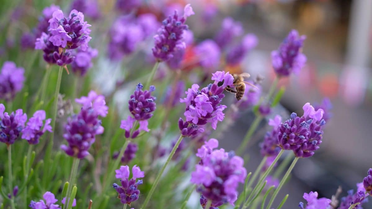 10 Pflanzen, die deinen Balkon zum Paradies für Bienen machen