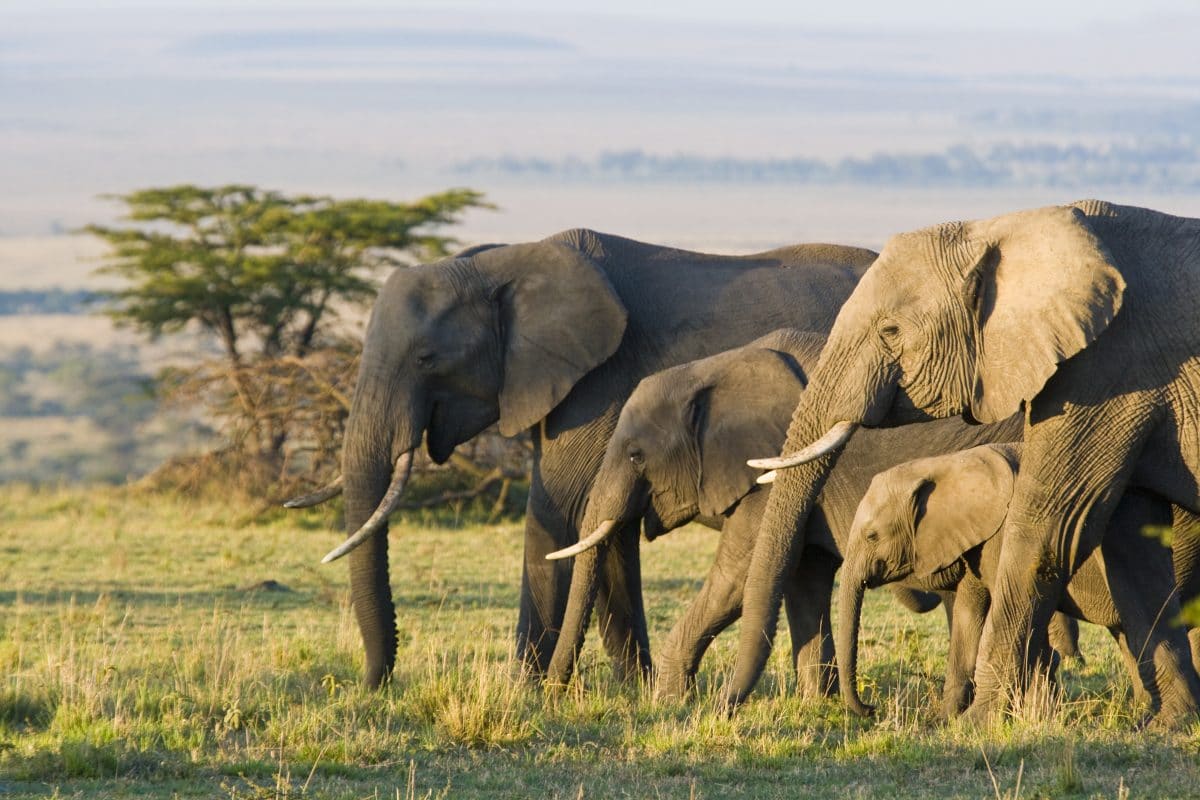 Botswana eröffnet Jagd auf Elefanten