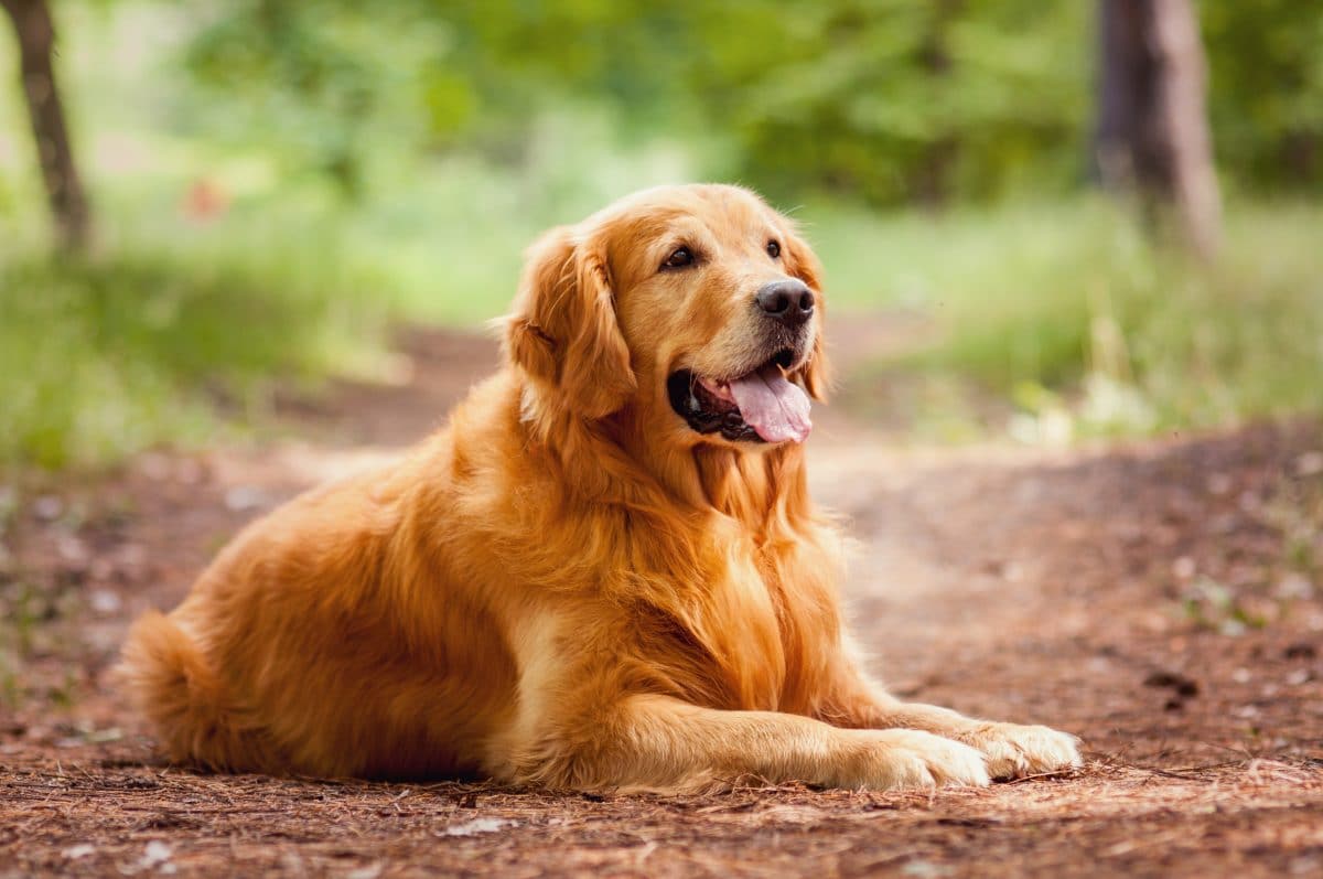 Golden Retriever erstochen: Polizei sucht nach Täter