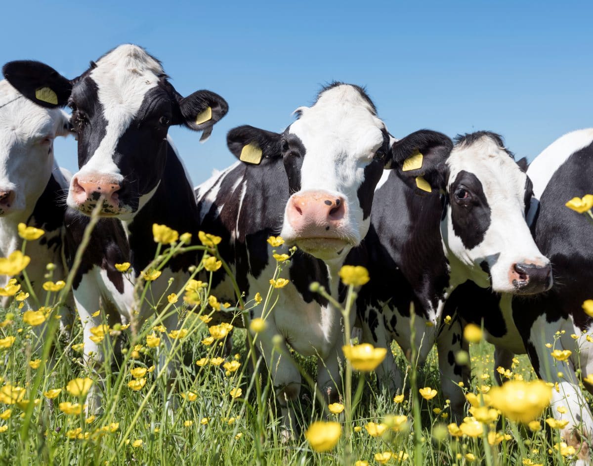 Studie: Kühe sollen dank Zitronengras umweltfreundlicher werden