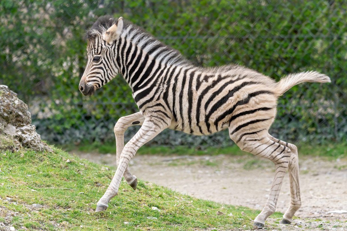 Zebrafohlen in Schönbrunn geboren: Zoo ab Montag wieder offen