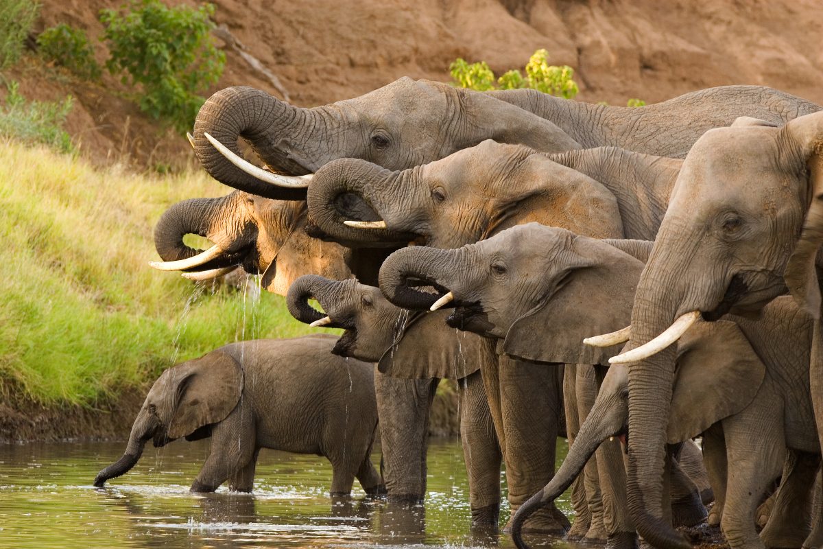 18 Elefanten in Indien bei Gewitter durch Blitzschlag getötet