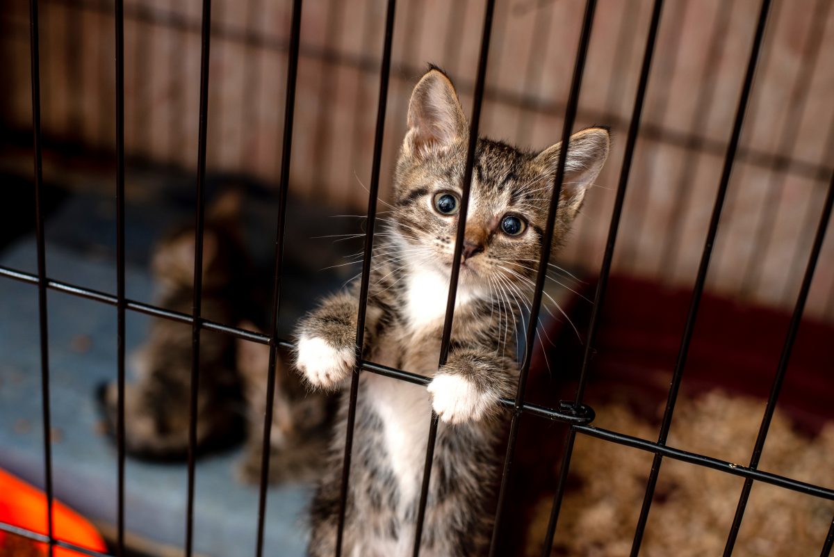 Kurierdienst in China verschickte lebende Katzen und Hunde